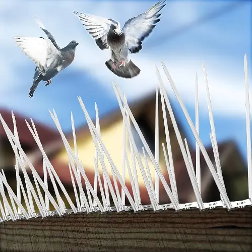 Bird spike installation on a ledge